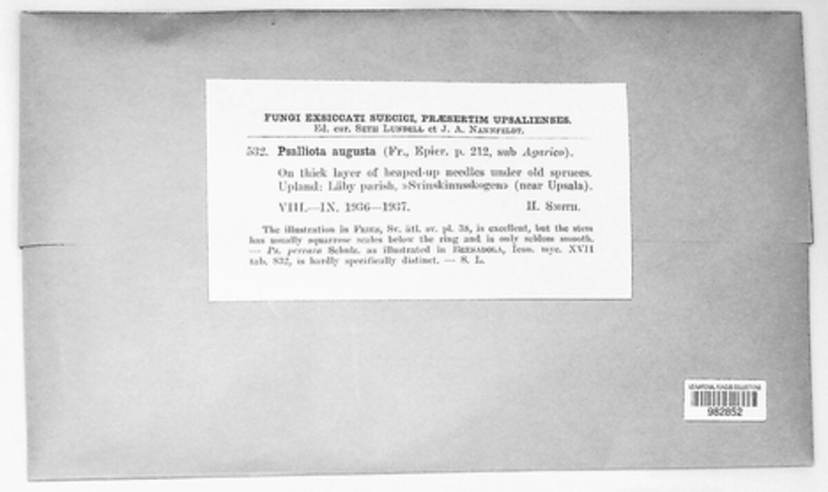 Psalliota augusta image
